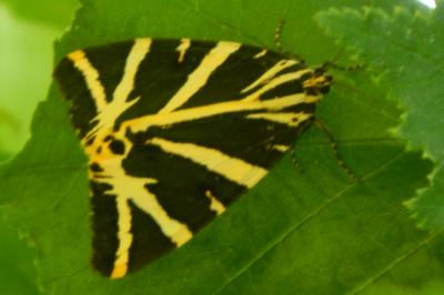 <i>Euplagia quadripunctaria</i>