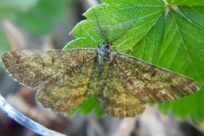 <i>Ematurga atomaria</i>