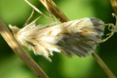 <i>Cynaeda dentalis</i>
