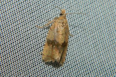 <i>Celypha striana</i>