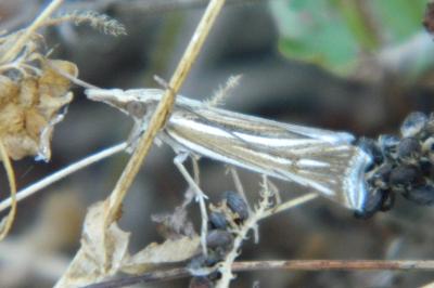 <i>Ancylolomia tentaculella</i>
