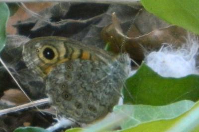 <i>Lasiommata megera</i>