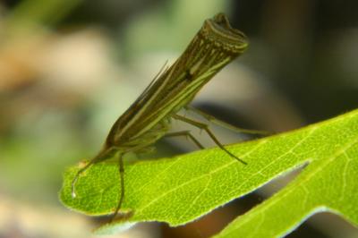 <i>Ancylolomia palpella</i>