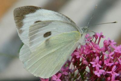 <i>Pieris brassicae</i>