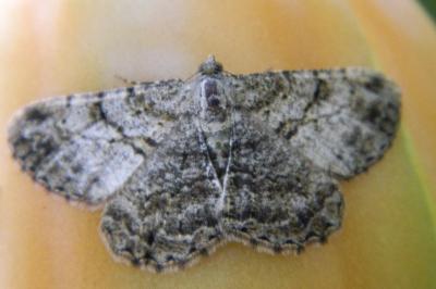 <i>Peribatodes rhomboidaria</i>