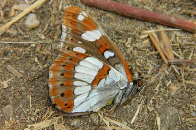 <i>Limenitis reducta</i>