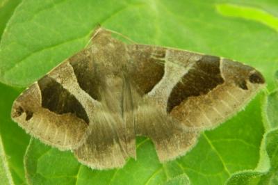 <i>Dysgonia algira</i>