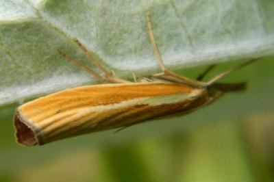 <i>Agriphila tristella</i>