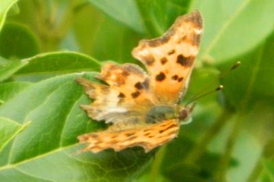 <i>Polygonia c-album</i>