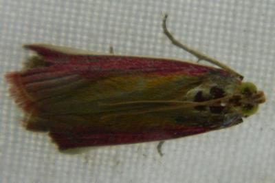 <i>Oncocera semirubella</i>