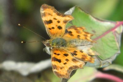 <i>Polygonia c-album</i>