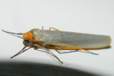 <i>Manulea complana</i>