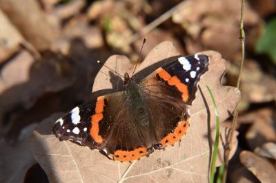 <i>Vanessa atalanta</i>