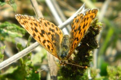<i>Boloria selene</i>