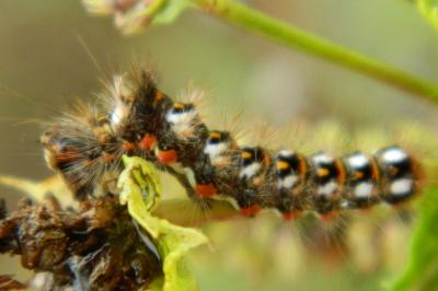 <i>Acronicta rumicis</i>