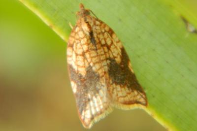 <i>Acleris rhombana</i>