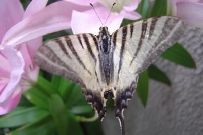<i>Iphiclides podalirius</i>