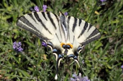 <i>Iphiclides podalirius</i>