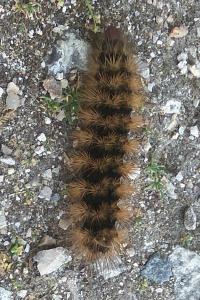 <i>Arctia villica</i>