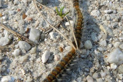 <i>Thaumetopoea pityocampa</i>