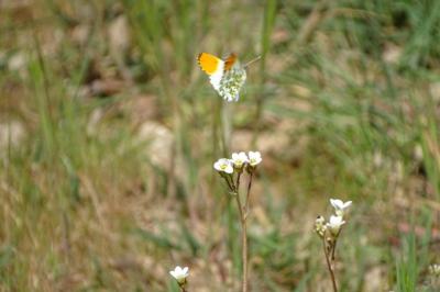 <i>Anthocharis cardamines</i>