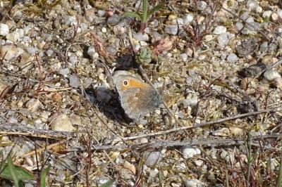 <i>Coenonympha pamphilus</i>