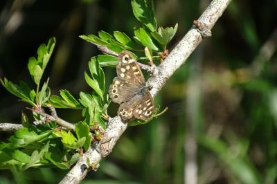 <i>Pararge aegeria</i>