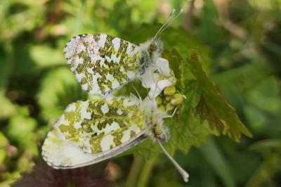 <i>Anthocharis cardamines</i>
