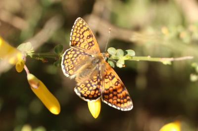 <i>Melitaea cinxia</i>