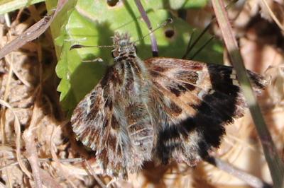 <i>Carcharodus alceae</i>