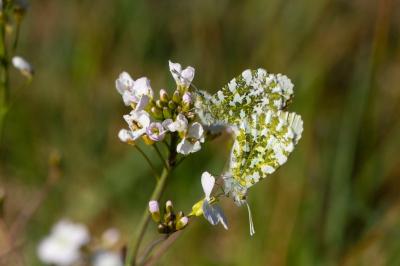 <i>Anthocharis cardamines</i>