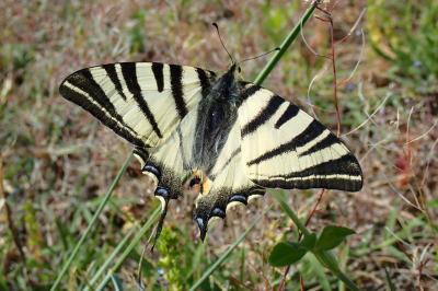 <i>Iphiclides podalirius</i>