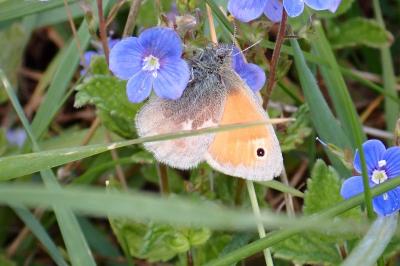<i>Coenonympha pamphilus</i>