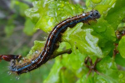 <i>Malacosoma neustria</i>