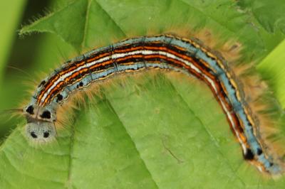 <i>Malacosoma neustria</i>
