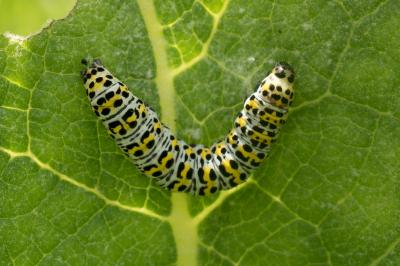 <i>Cucullia verbasci</i>