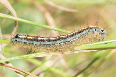 <i>Malacosoma neustria</i>