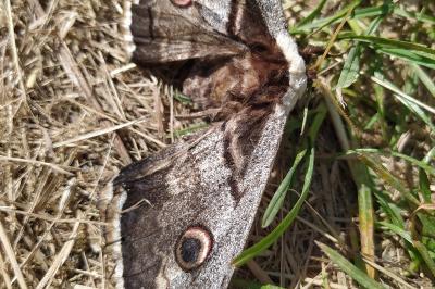 <i>Saturnia pyri</i>