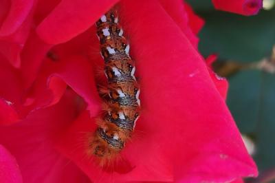 <i>Acronicta rumicis</i>