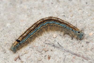 <i>Malacosoma neustria</i>