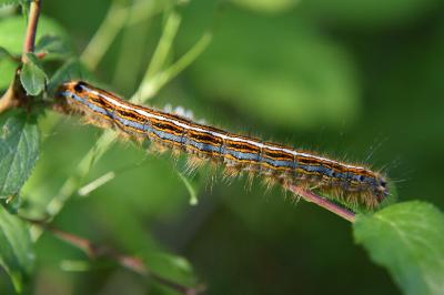 <i>Malacosoma neustria</i>