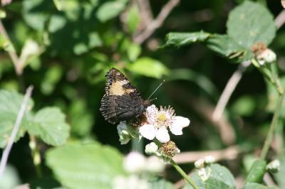 <i>Aglais urticae</i>
