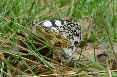 <i>Melanargia galathea</i>