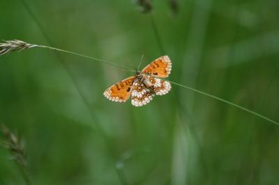 <i>Melitaea athalia</i>