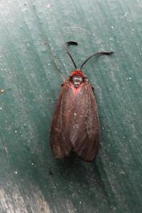 <i>Aglaope infausta</i>