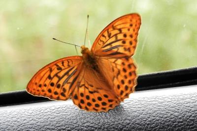 <i>Argynnis paphia</i>