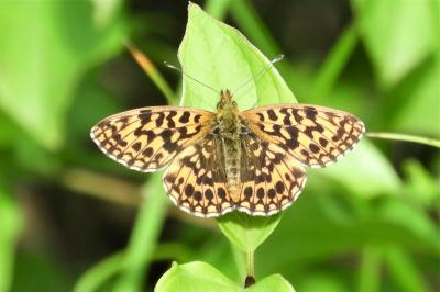 <i>Boloria dia</i>