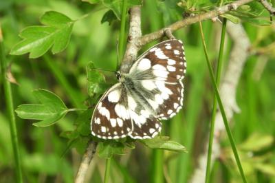 <i>Melanargia galathea</i>