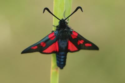 Zygaenidae