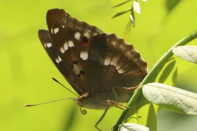 <i>Apatura ilia</i>
